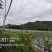 九龙镇丝瓜基地