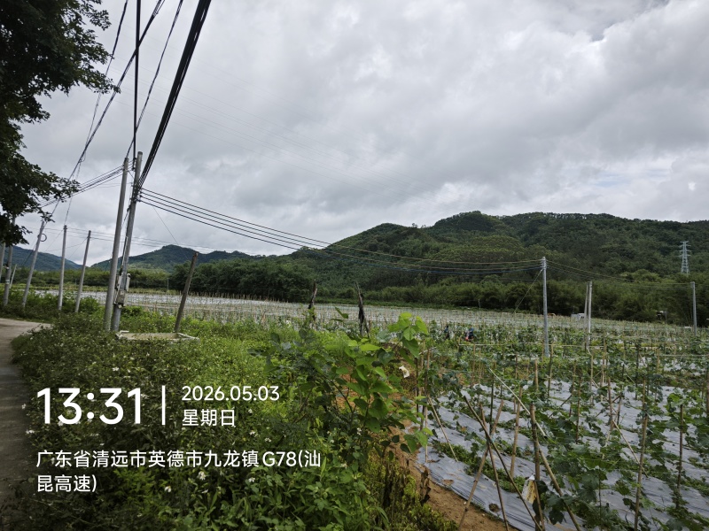 九龙镇丝瓜基地