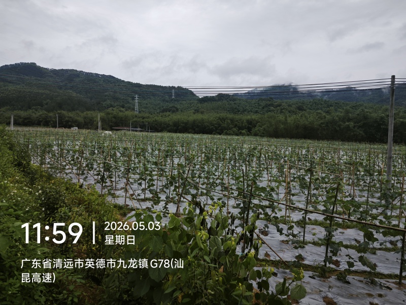 九龙镇丝瓜基地