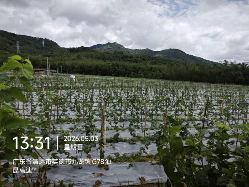 九龙镇丝瓜基地