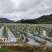 九龙镇丝瓜基地