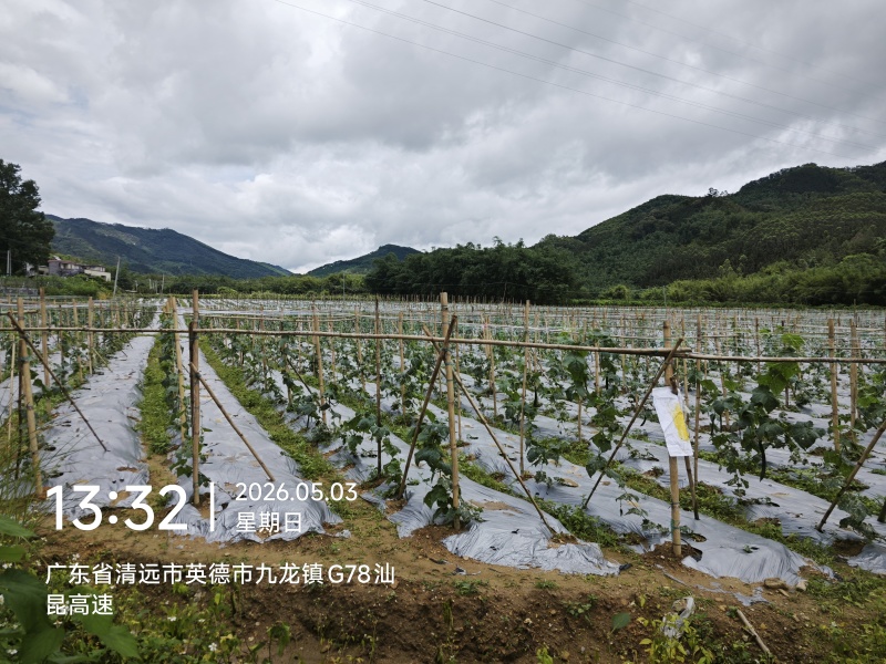九龙镇丝瓜基地