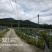 九龙镇丝瓜基地