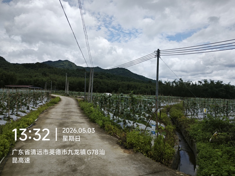 九龙镇丝瓜基地