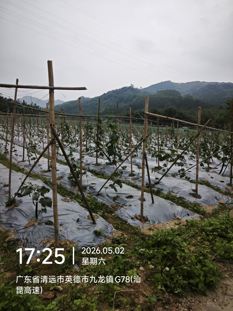 九龙镇丝瓜基地