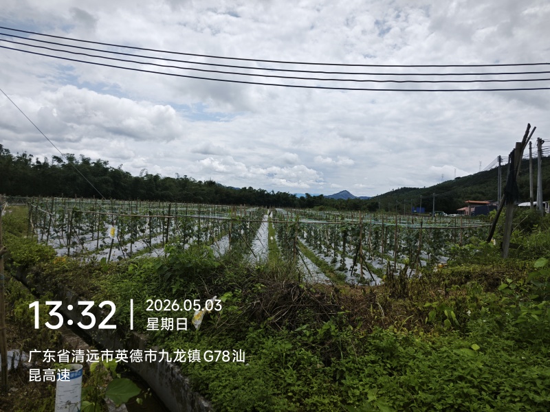 九龙镇丝瓜基地