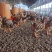 新广996鸡苗批发脱温鸡幼苗大种肉鸡活