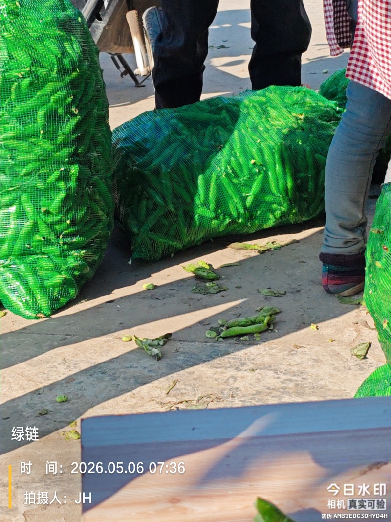 南通蚕豆大量上市