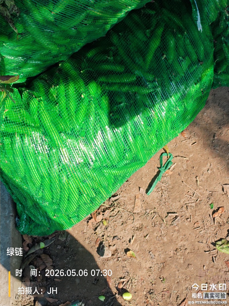 南通蚕豆大量上市