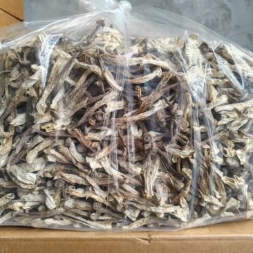 精品鹿茸菇干货大量现货批发无硫无增重剂净重