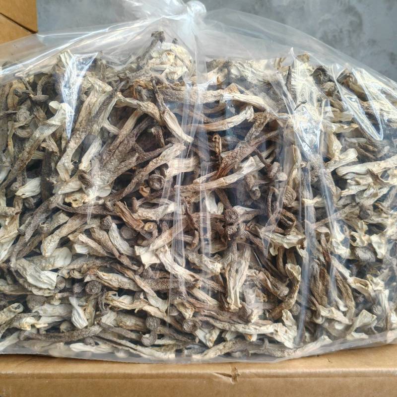 精品鹿茸菇干货大量现货批发无硫无增重剂净重