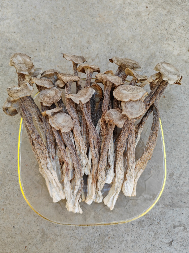 精品鹿茸菇干货大量现货批发无硫无增重剂净重