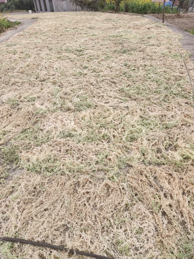 贵州优质水苔