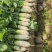 大量批发规格8两到一斤半左右韩国绿萝卜