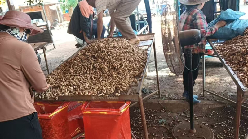 花生品质保证服务周到产地直发价格美丽欢迎联系