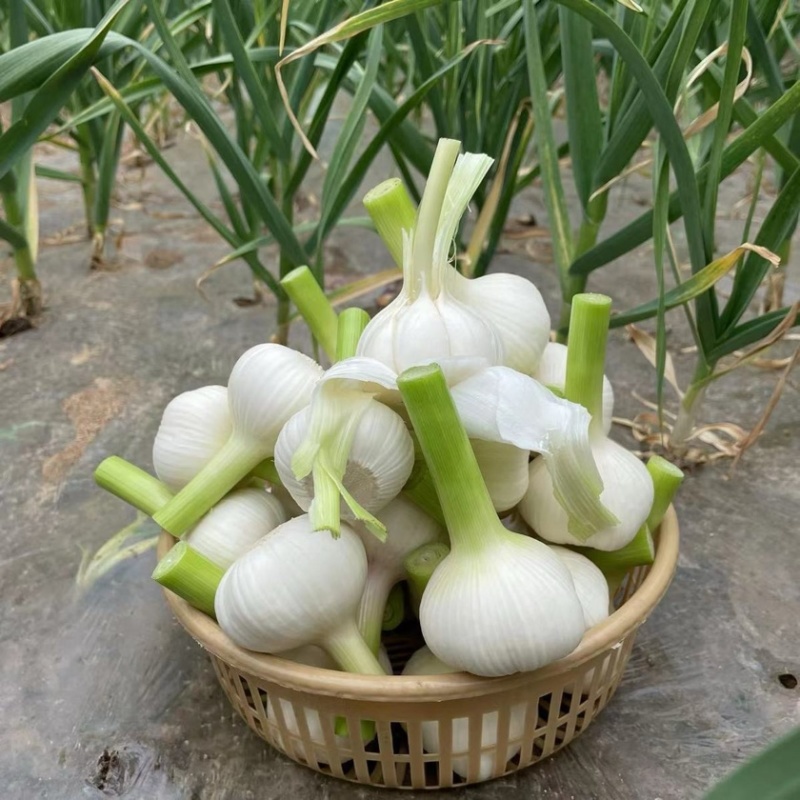 山东沂蒙山白皮大蒜大量上市产地直销大量供应货源充足
