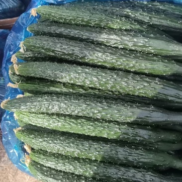 河南夏邑黄瓜，有需要的老板联系