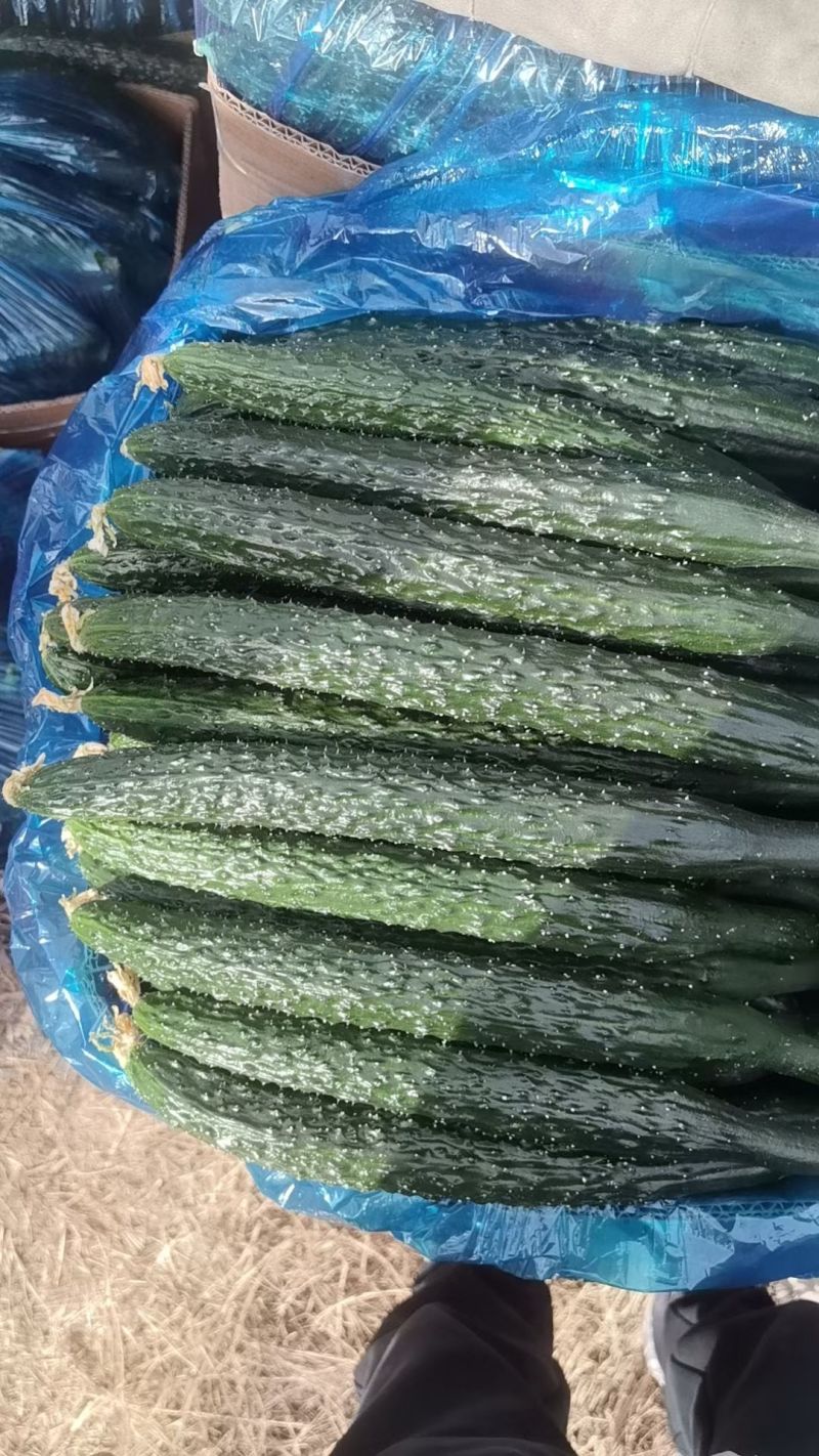 河南夏邑黄瓜，有需要的老板联系