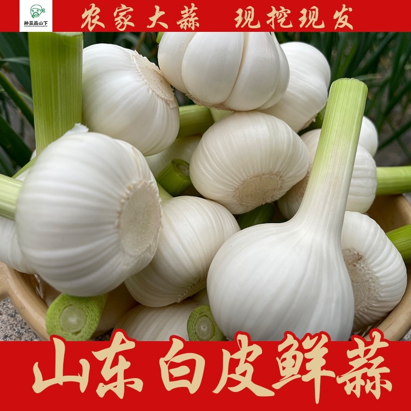 山东沂蒙山白皮大蒜大量上市产地直销大量供应货源充足