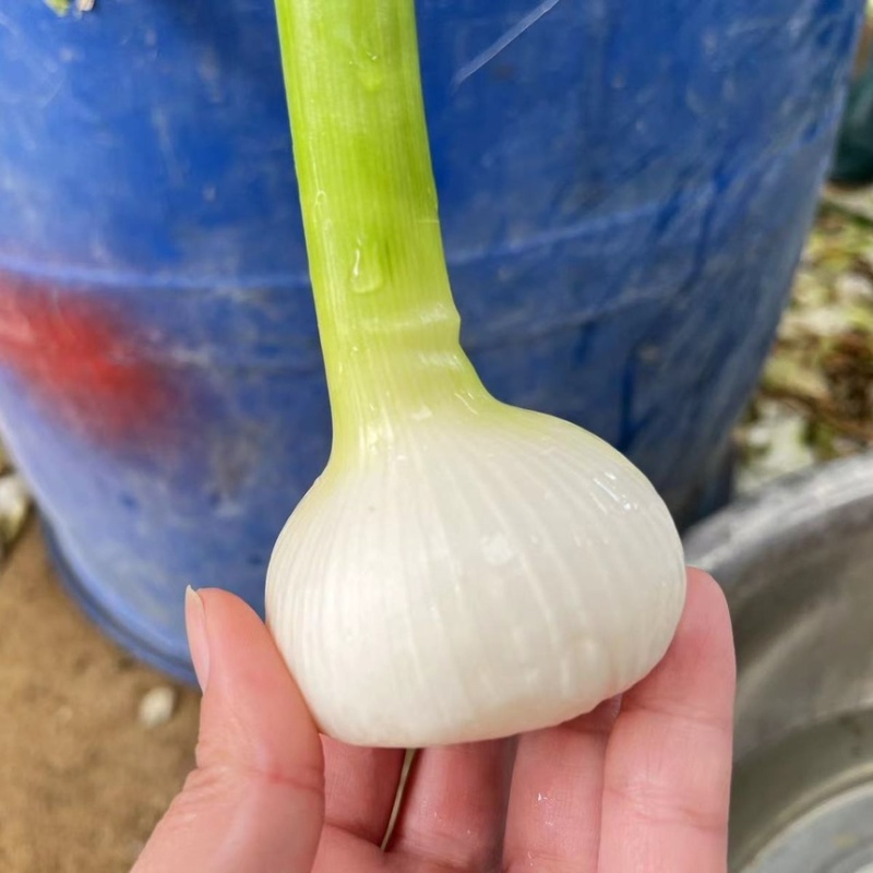 山东沂蒙山白皮大蒜大量上市产地直销大量供应货源充足