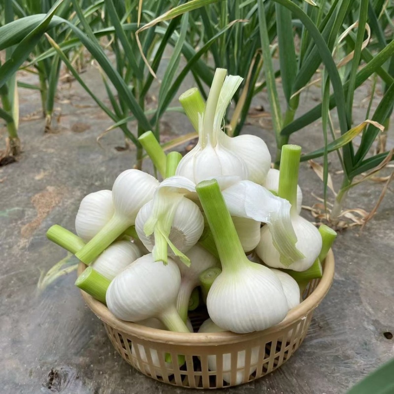 山东沂蒙山白皮大蒜大量上市产地直销大量供应货源充足