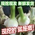 山东沂蒙山白皮大蒜大量上市产地直销大量供应货源充足