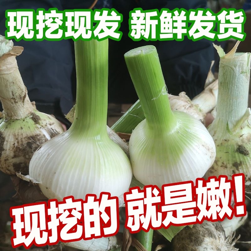 山东沂蒙山白皮大蒜大量上市产地直销大量供应货源充足