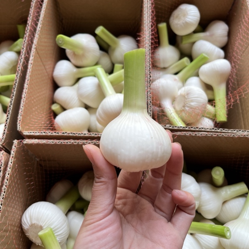 山东沂蒙山白皮大蒜大量上市产地直销大量供应货源充足