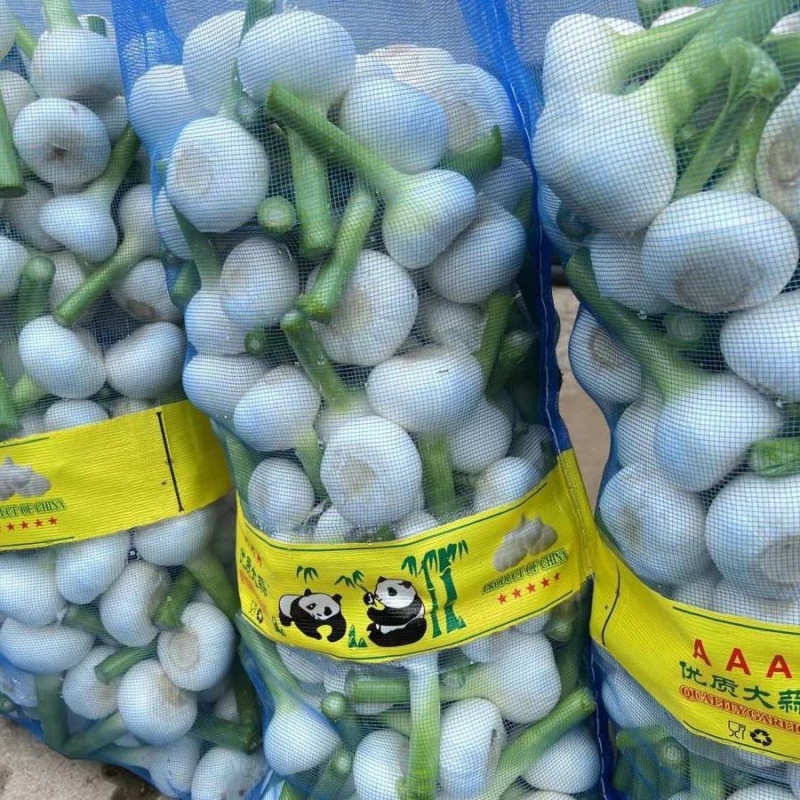 山东沂蒙山白皮大蒜大量上市产地直销大量供应货源充足