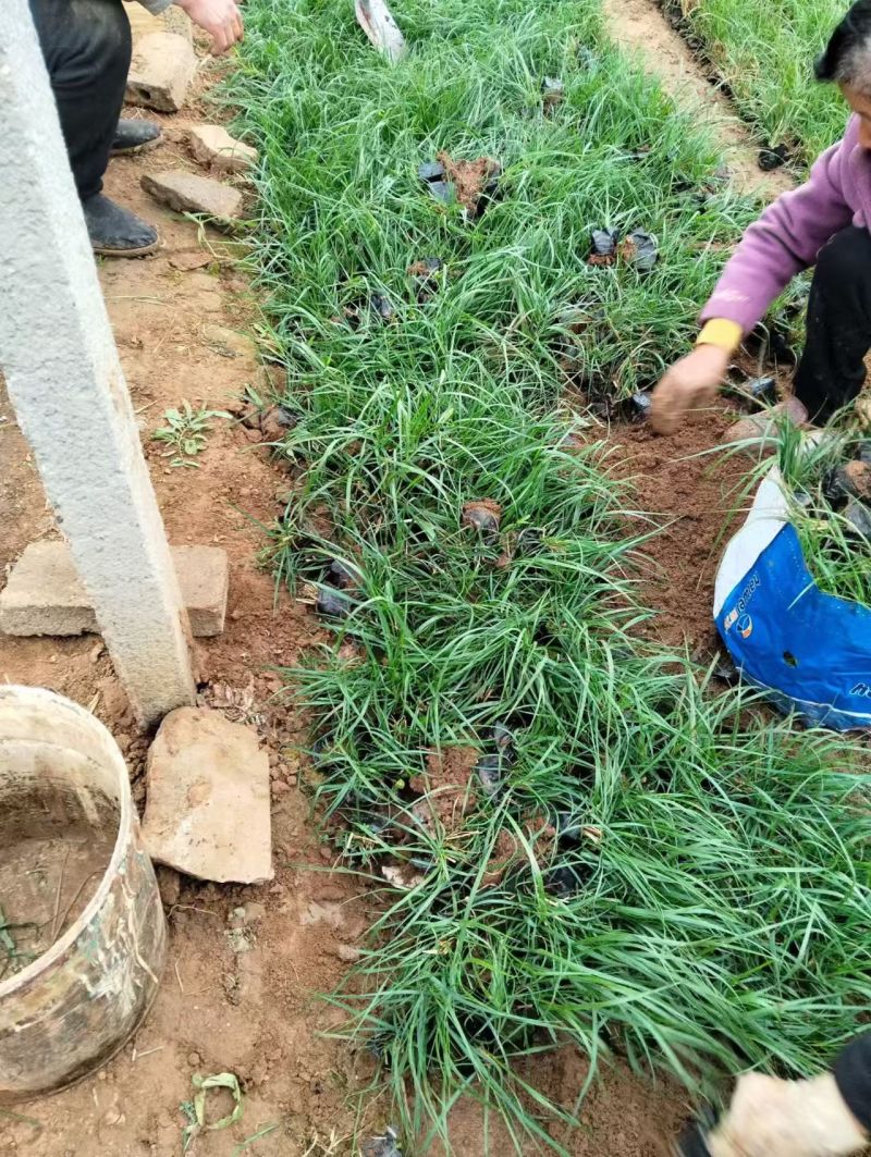 绿化苗木小兔子狼尾草#基地批发#耐寒耐旱生命力顽强