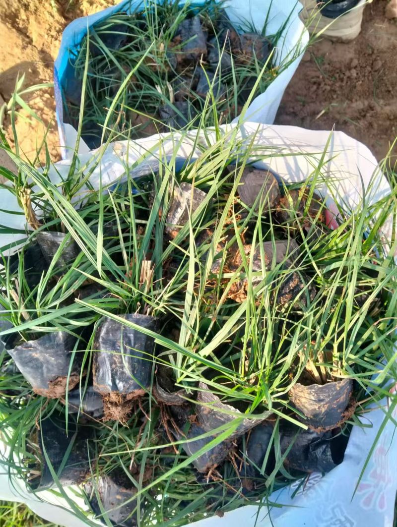 绿化苗木小兔子狼尾草#基地批发#耐寒耐旱生命力顽强