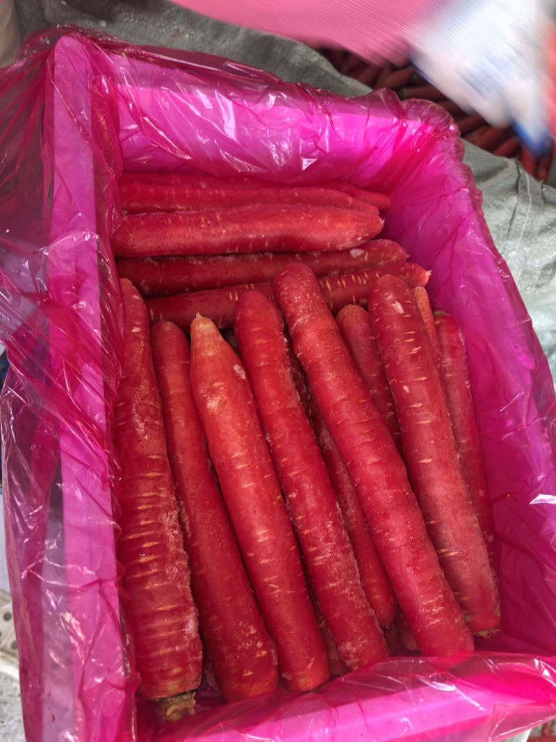 陕西渭南水果萝卜精品上市供应充足规格齐全产地直销