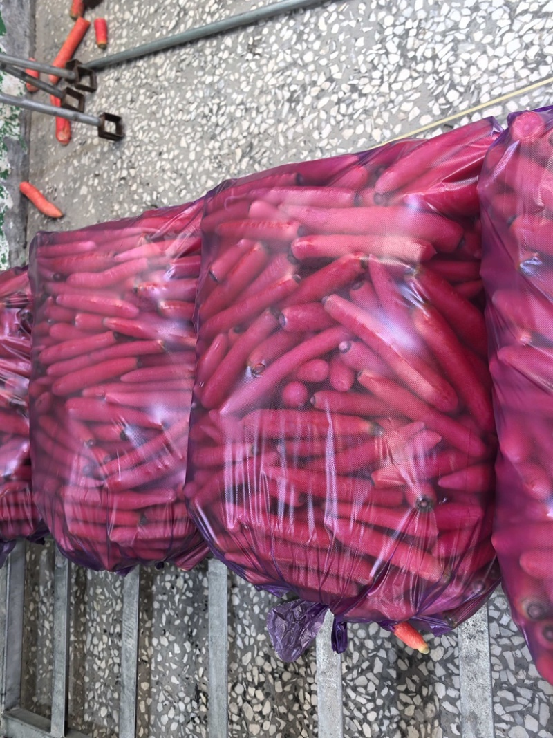 陕西渭南水果萝卜精品上市供应充足规格齐全产地直销