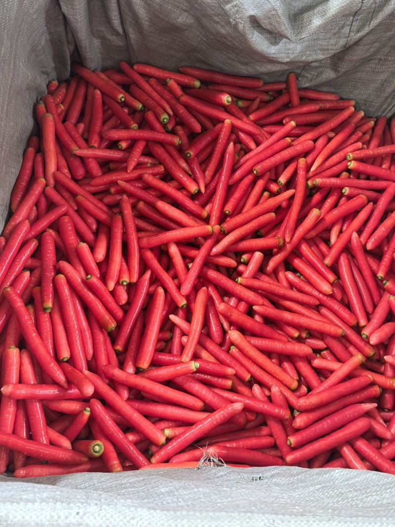 陕西渭南水果萝卜精品上市供应充足规格齐全产地直销