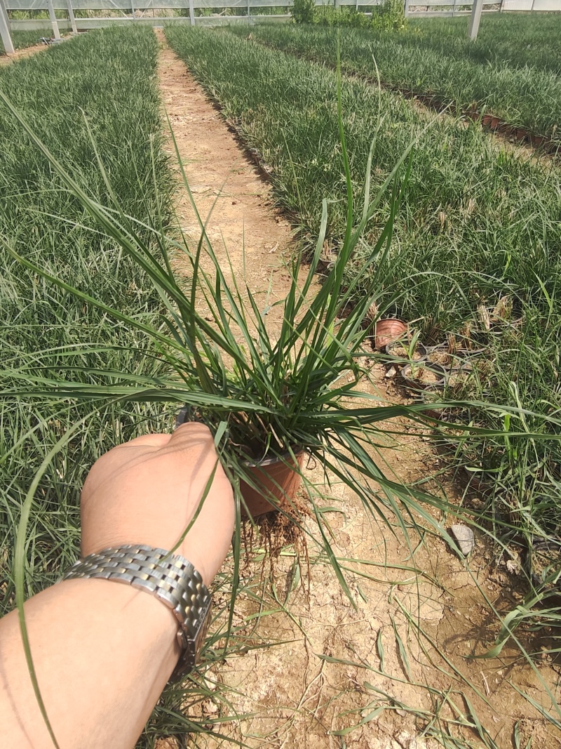 绿化苗木小兔子狼尾草#基地批发#耐寒耐旱生命力顽强