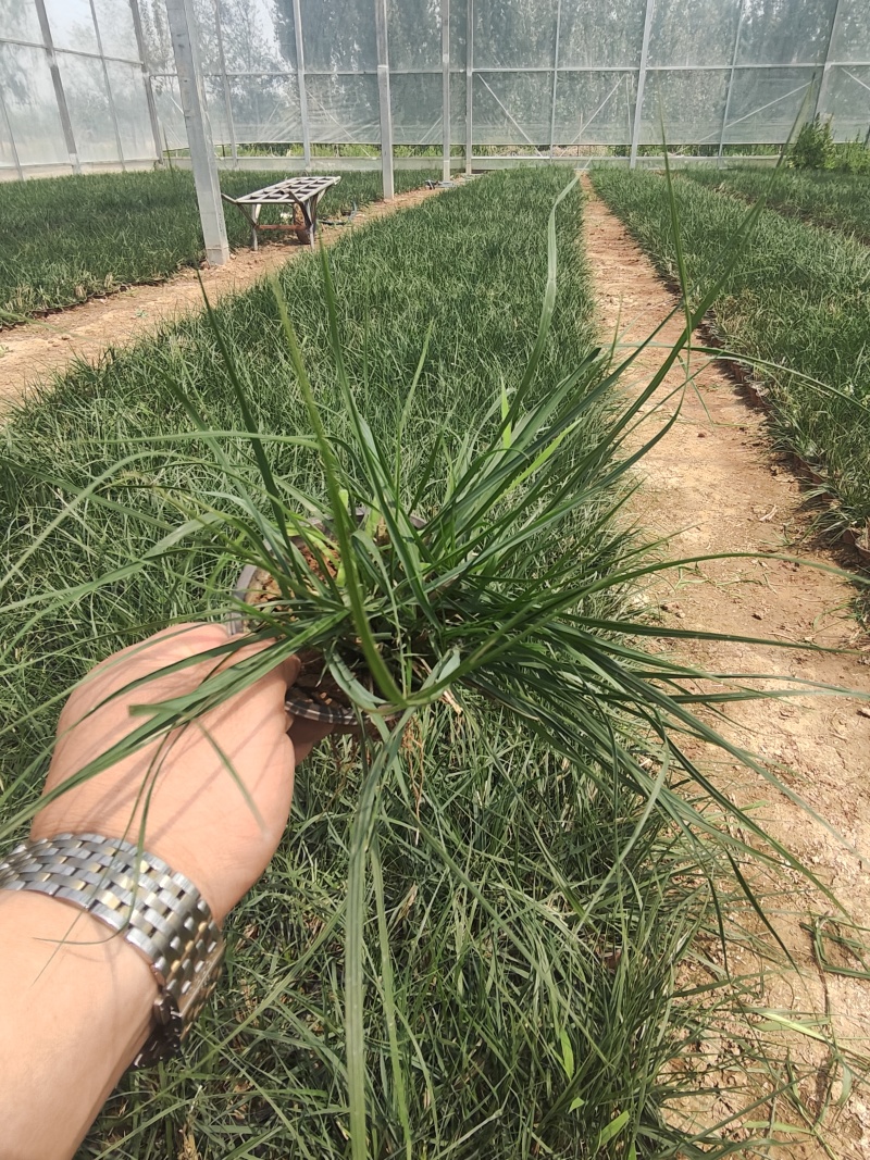 绿化苗木小兔子狼尾草#基地批发#耐寒耐旱生命力顽强