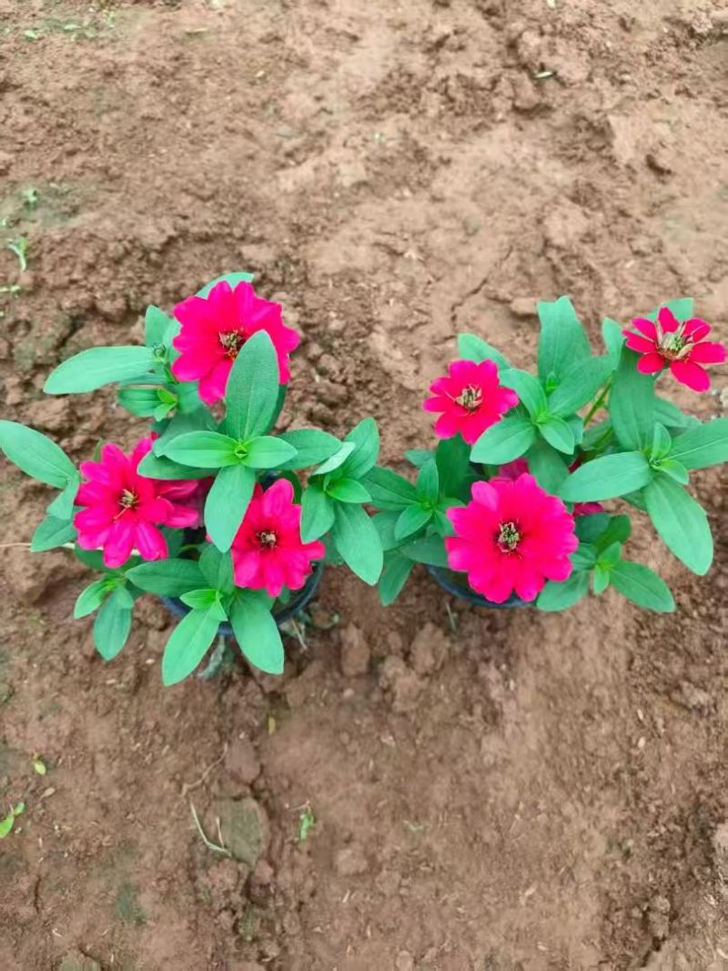 绿化苗木矮牵牛#基地批发#适合庭院花园小区绿化带两侧