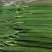 棱丝瓜