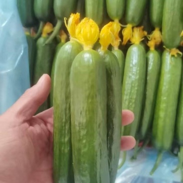 水果黄瓜