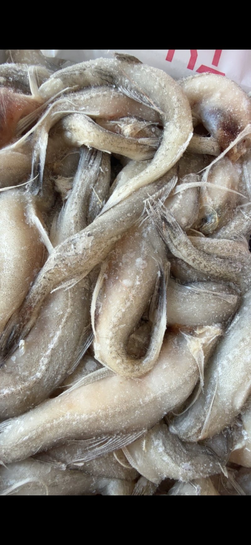 龙头鱼单冻豆腐鱼丝丁鱼九肚鱼江苏海鲜水产