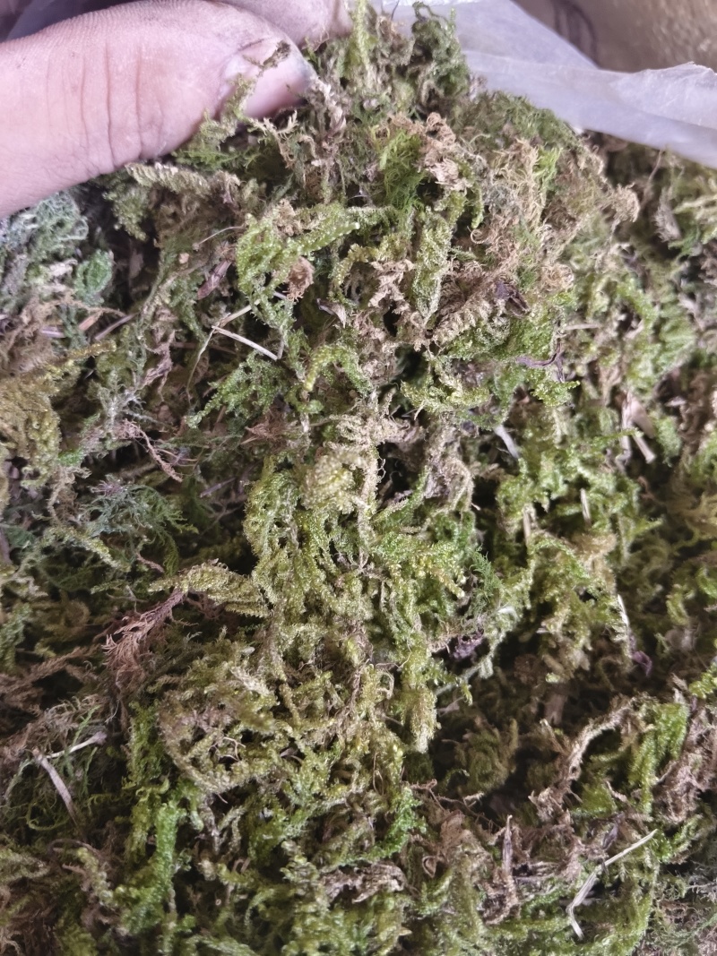 青苔藓干货养花育苗保湿保温推选常年批发零售供货