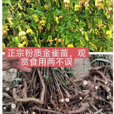 粉质金雀苗/观赏食用都可以/产区直发/货源充足