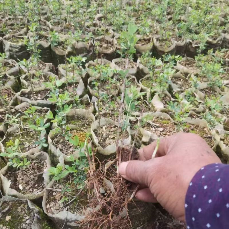 粉质金雀苗/观赏食用都可以/产区直发/货源充足