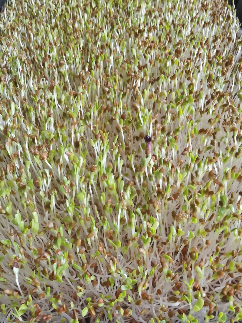 苜蓿芽苗水培