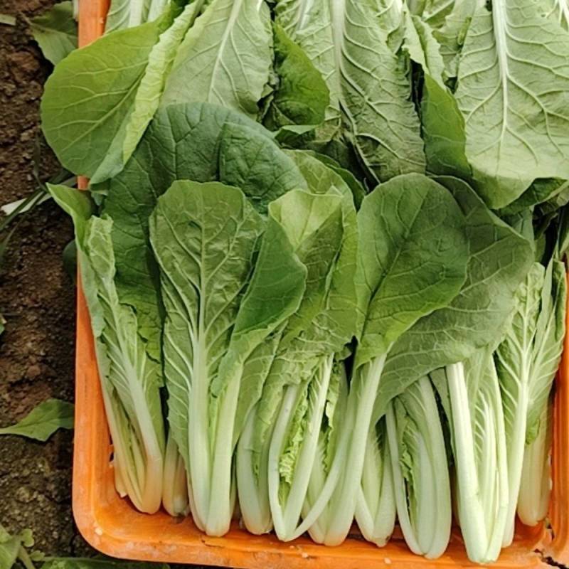 奶白菜