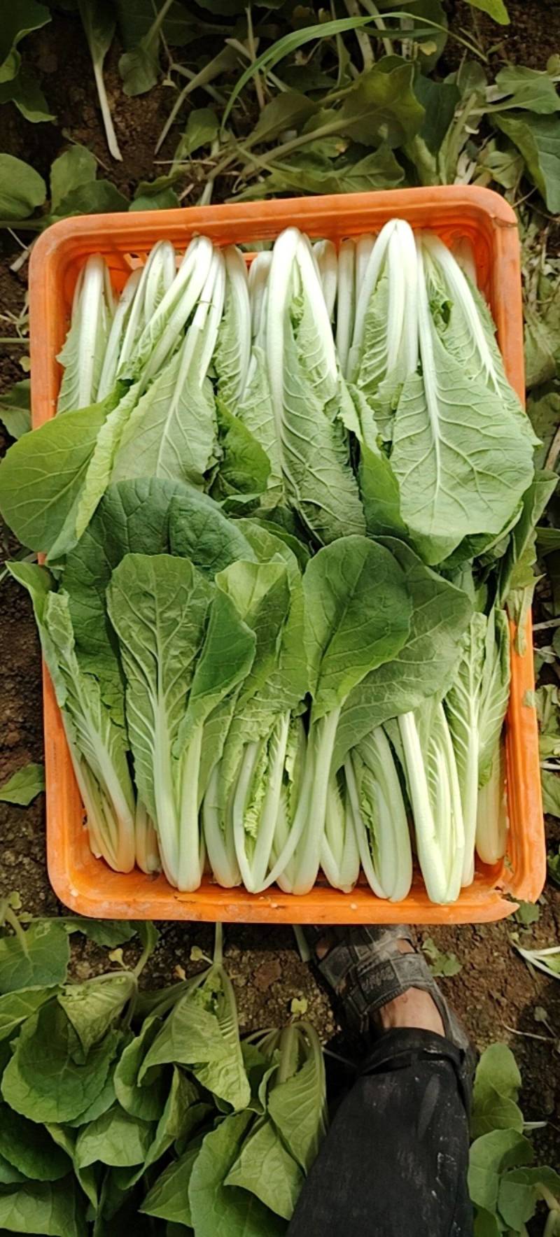 奶白菜