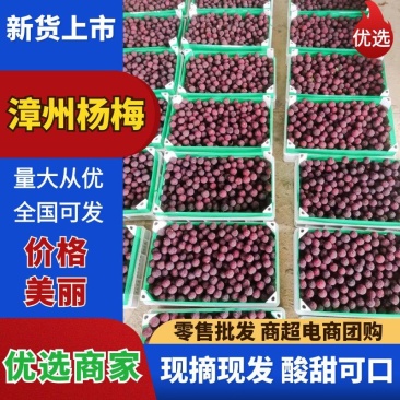 福建漳州精品浮宫杨梅中梅硬丝东魁支持视频看货