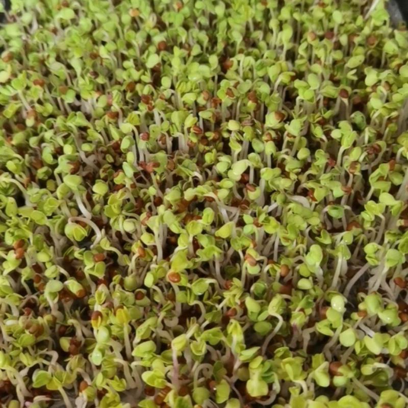 白萝卜芽苗水培精品
