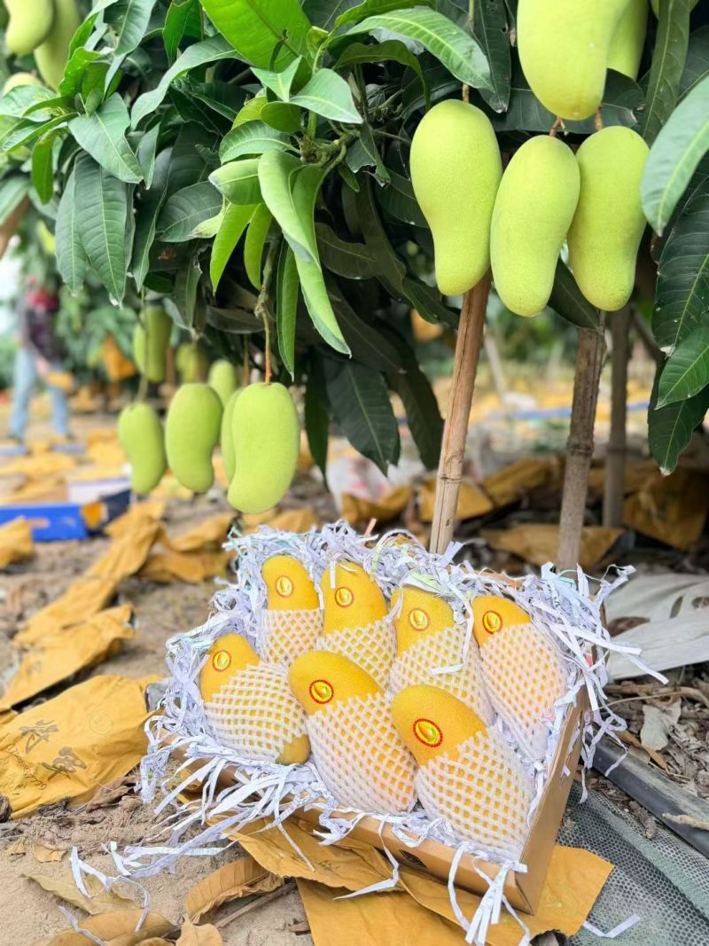 海南金煌芒产地直发货源充足对接超市电商批发商