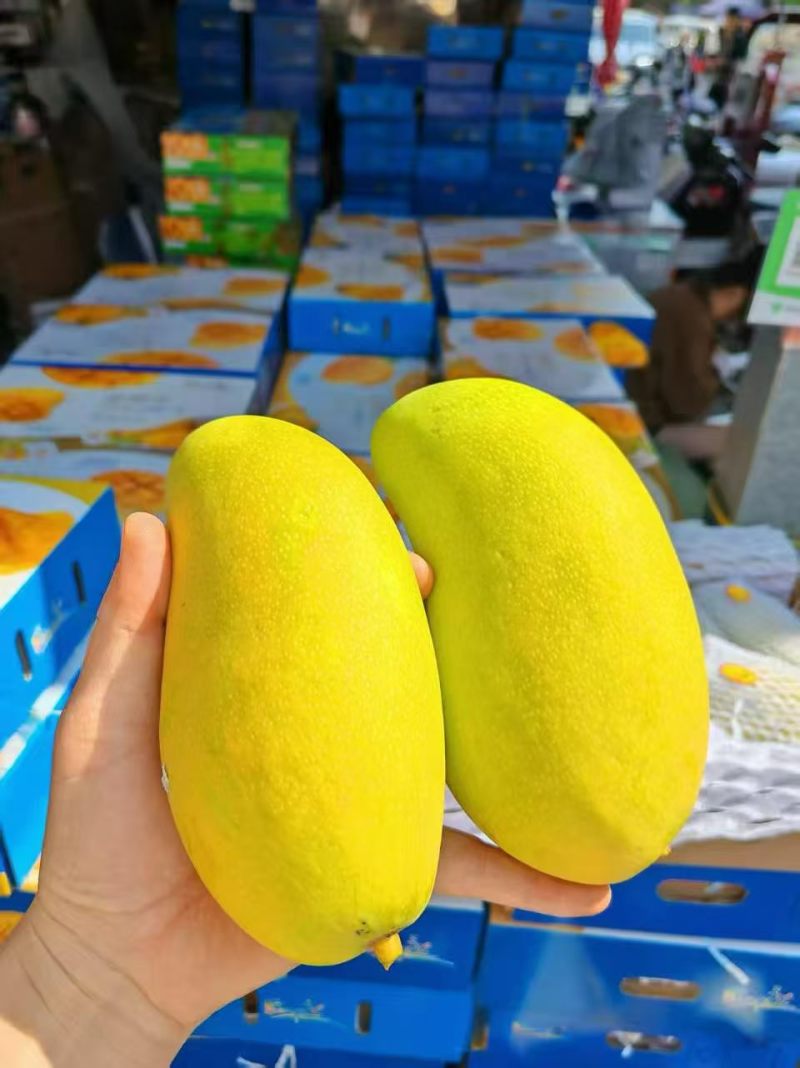 海南金煌芒产地直发货源充足对接超市电商批发商